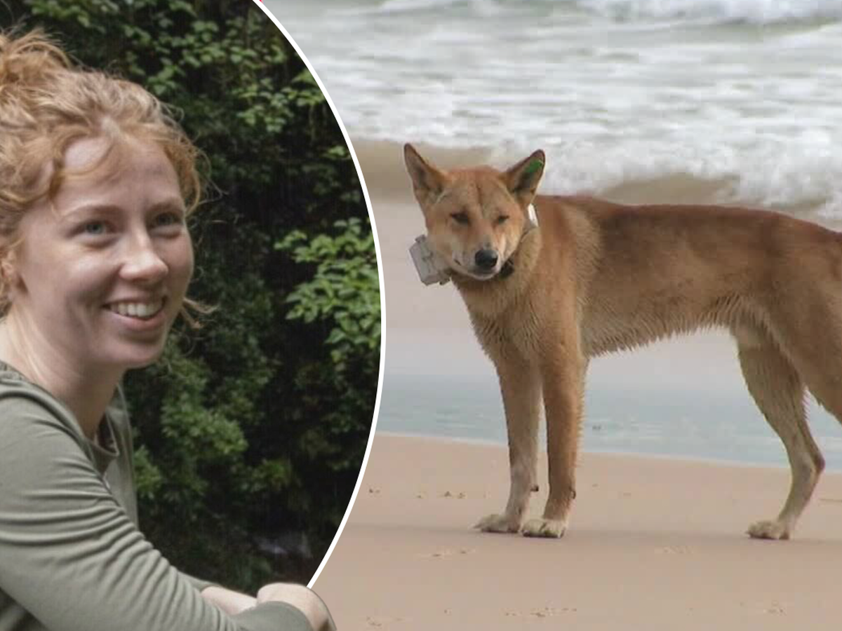 Runner Hospitalized After Being Attacked By Dingos in Australia