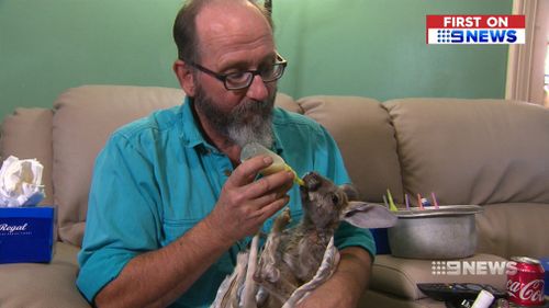 The sanctuary relies on power keep the kangaroo milk formula refrigerated, and warm up wheat bags for the joeys. (9NEWS)