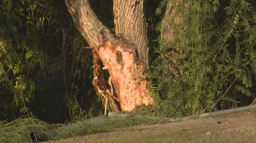 The pensioner was "significantly impaired" when her car hit a tree at Strathalbyn in June last year.