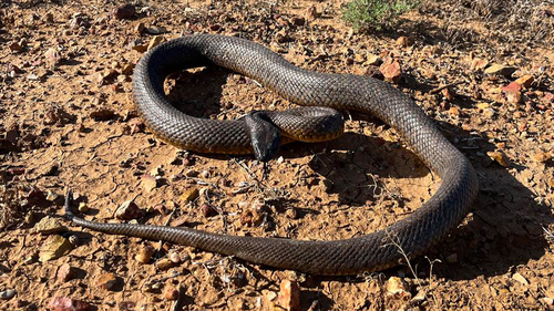 Dan Rumsey and a friend were travelling through Windorah when they came across the world's most venomous land snake.