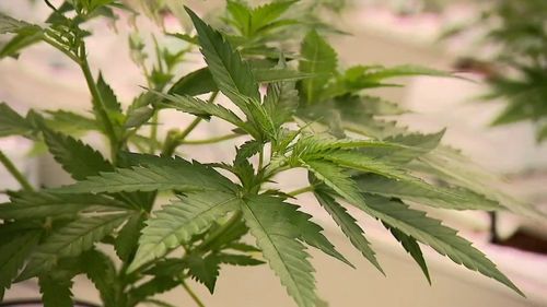 Queensland medical marijuana farm