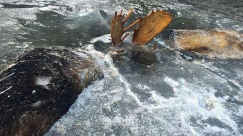 Two battling moose frozen in Alaskan lake