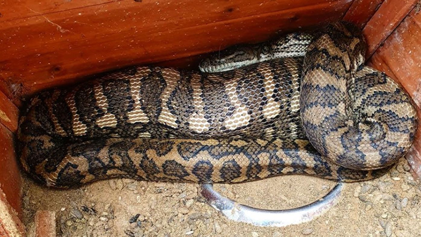 snake eats pet guinea pig Warning after snake gobbles family pet guinea pig