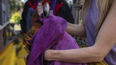 Alexis Highland s'occupe d'un perroquet qui est évacué du sanctuaire de Malama Manu à Pine Island, en Floride, le mardi 4 octobre 2022. Des centaines d'oiseaux ont dû être sauvés du sanctuaire après que l'ouragan Ian a balayé la région.  (AP Photo/Robert Bumsted)