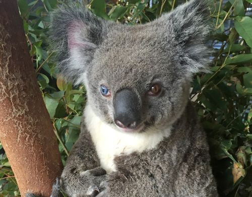 Bowie the koala. (AAP)