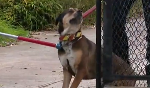 A man is being treated in hospital after two dogs attacked him in the Adelaide Parklands this afternoon.