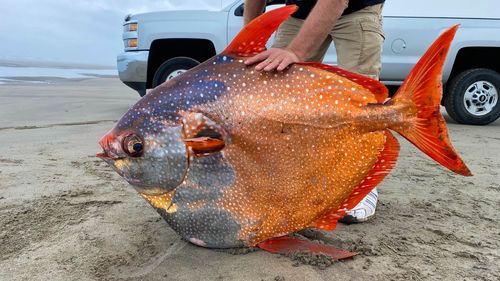 The opah fish is considered a "rare to the Oregon Coast."