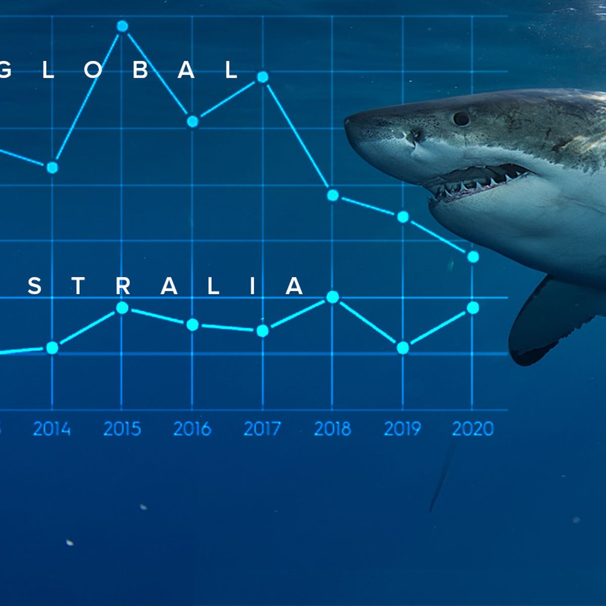 Shark attacks in Australia: how common are they really?, Sharks