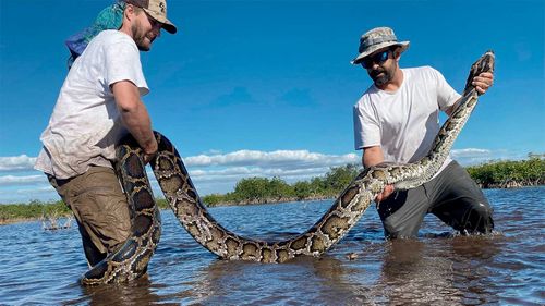 Burmese pythons have become apex predators in Florida.