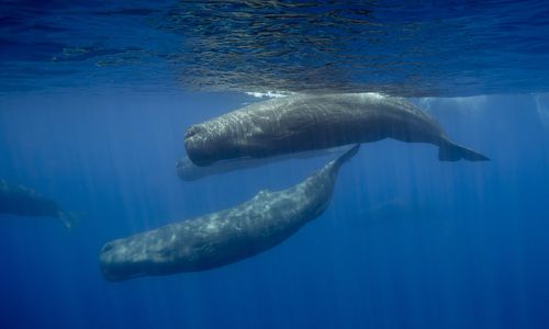 Sperm Whale Armada, Kalpitya 2015. Authorised Photographic boat.