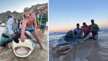 Tiger shark caught at K&#x27;gari, Queensland.