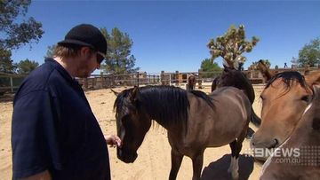 VIDEO: War veterans’ wounds healed by wild horse taming