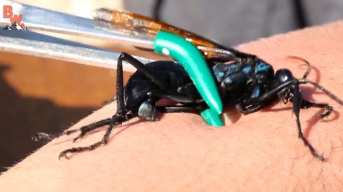 The tarantula hawk packs the 2nd most powerful sting in the world.