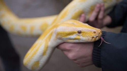 An albino Darwin carpet python (similar to the one pictured) has been stolen from a Sydney pet store. (Getty)