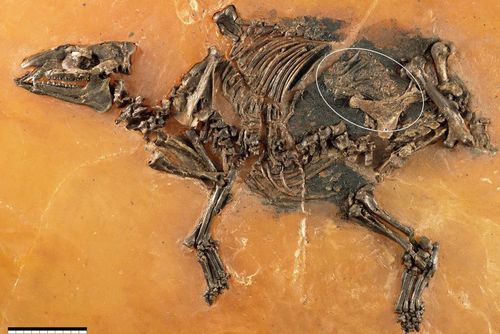 Foetus found inside 48-million-year-old fossil of ancient horse