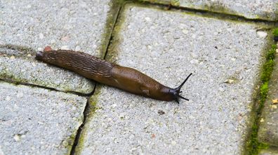 large black slug crawling across the footpath
