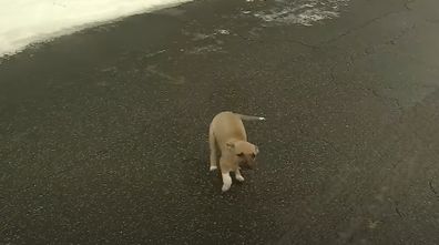 Puppy interrupts fox news broadcast