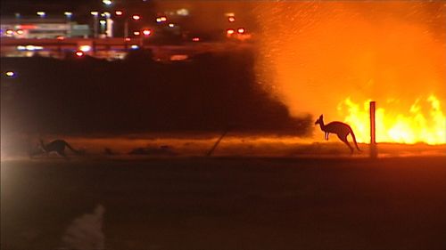 A kangaroo flees the blaze. (9NEWS)