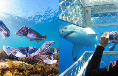 Giant cuttlefish experience / great white shark cage diving experience in South Australia