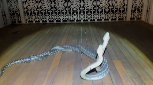 Clash of the pythons: Two snakes battle it out in shower before Qld mum  intervenes