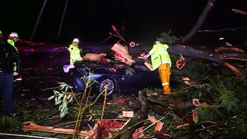 Woman in hospital after tree falls on car in Coffs Harbour