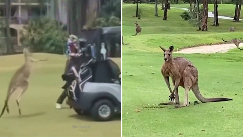 Woman hospitalised after kangaroos target Queensland golf club | Nine ...