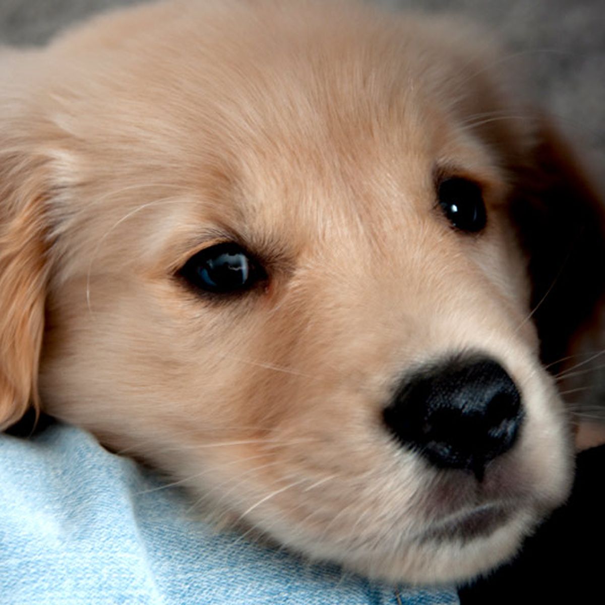 The science of cute: Why you just can't resist adorable baby animals - The science of cute: Why you just can't resist adorable baby animals -