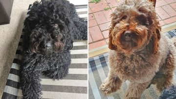 Labradoodle brothers Harvey and Bailey are also in need of a good clip. 