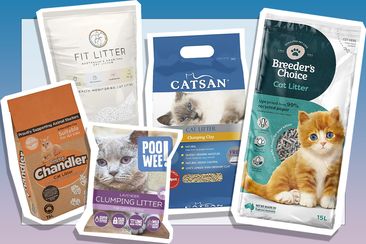 9PR: Self-proclaimed &#x27;cat lady&#x27; ranks the best kitty litters on the market