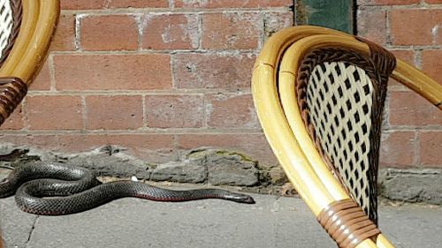 Snake outside Morrison Pub in the heart of Syndey CBD.