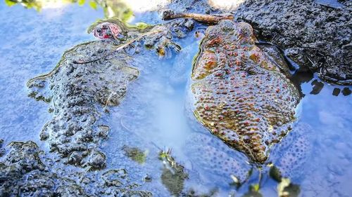Cane toads are remarkably good at finding water sources in inhospitable regions.
