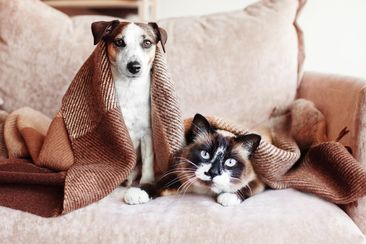 Dog and cat together under broun cozy blanket. White dog and gray cat sitting on sofa at home