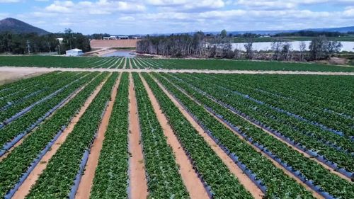 The $160m strawberry industry is reeling following the sabotage.