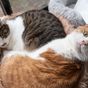 A popular cat breed has a much shorter lifespan than others