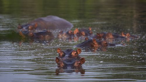 The hippos were originally brought to Colombia by the late drug baron Pablo Escobar as part of his personal zoo.