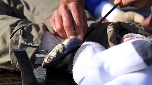 Bernie the dummy was stuffed with dead fish and chum to attract bull sharks into attacking. The experiments, conducted over three days in the Bahamas, were the most extensive tests to date by Sharkbanz. (Supplied)