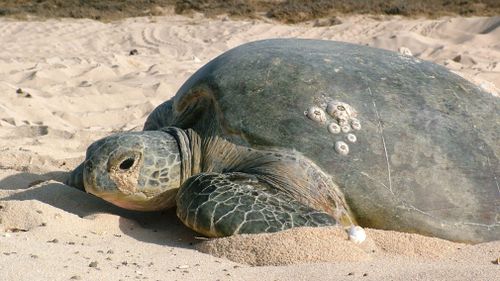 A mature female green turtle at Raine Island on the Great Barrier Reef. (Image: AAP)