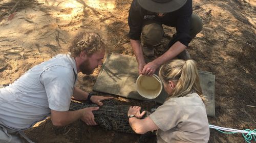 Terri Irwin helps Dr Ross Dwyer check a croc. (Supplied)