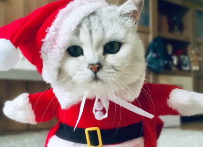 Cat-a-Clause