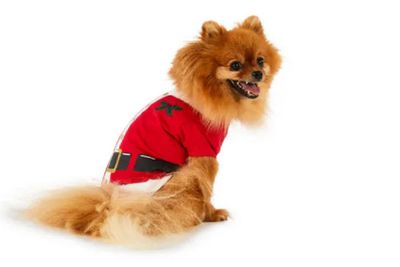 Comfy Santa outfit for your puppy