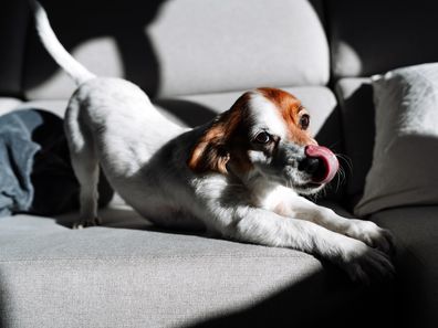 dog stretching iStock photo
