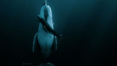  Jasmine Carey: Humpback whale photo sees photographer walk away with HIPA grand prize