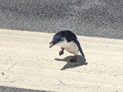 Penguin at Wellington Airport 