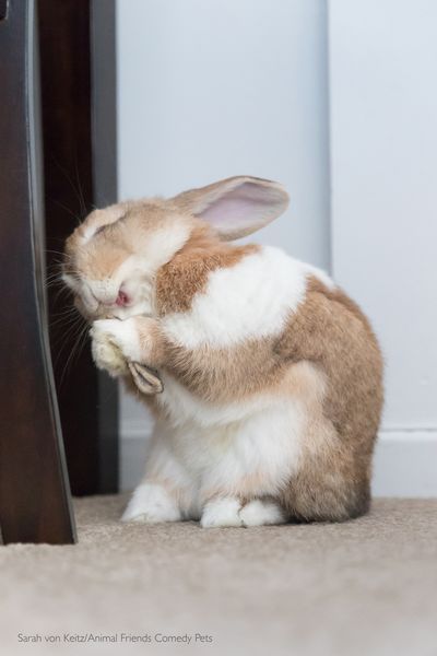 Titled: Goofy Bun