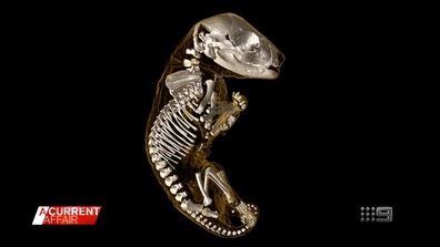 Brining back of the thylacine could occur within the next decade after a philanthropic gift of $5 million to the University of Melbourne.