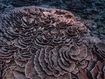 Deep in the South Pacific, scientists have explored a rare stretch of pristine corals shaped like roses off the coast of Tahiti.
