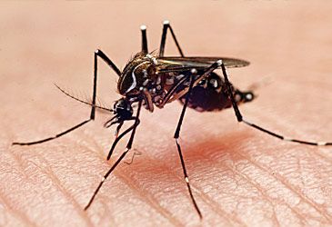 Proteins in which mosquito body fluid irritates human skin?
