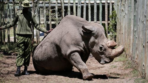 "Sudan" is the world's last white male rhino. (AP)