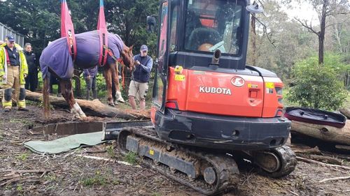 The animal was safely lifted out of the drain in Sydney.