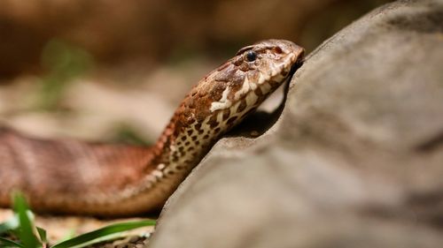 Clash of the pythons: Two snakes battle it out in shower before Qld mum  intervenes